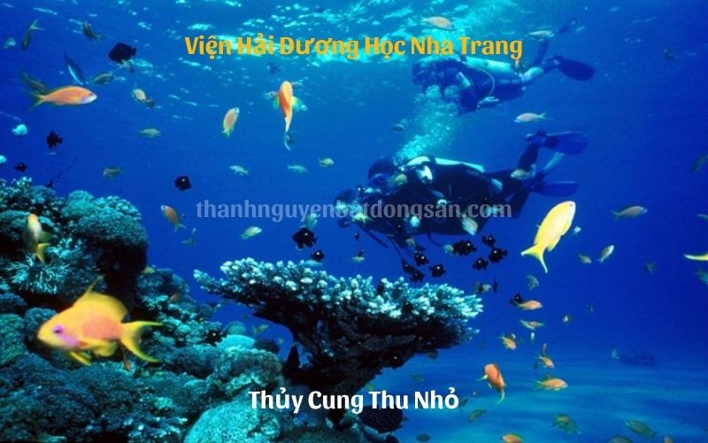 Thủy Cung Thu Nhỏ Tại Viện Hải Dương Học Nha Trang