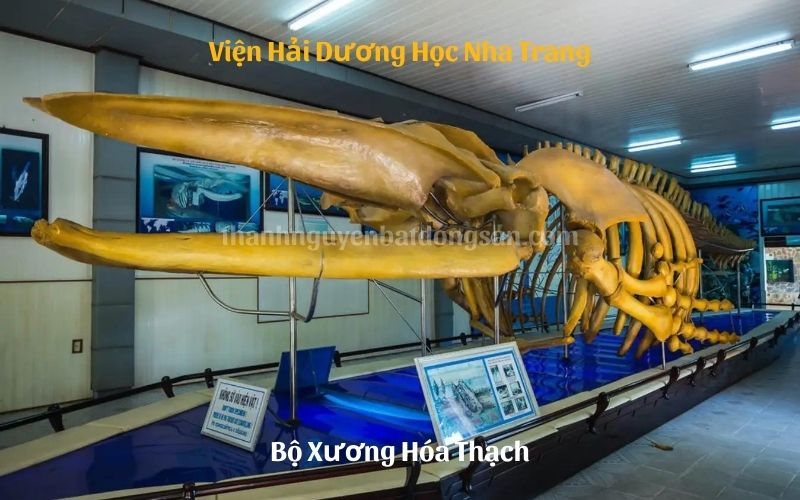 Bộ Xương Hóa Thạch Tại Viện Hải Dương Học Nha Trang